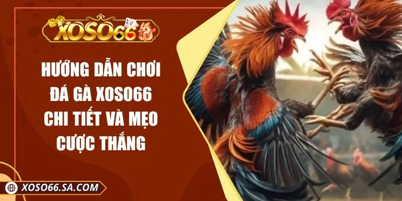 Hướng Dẫn Chơi Đá Gà XOSO66 Chi Tiết Và Mẹo Cược Thắng