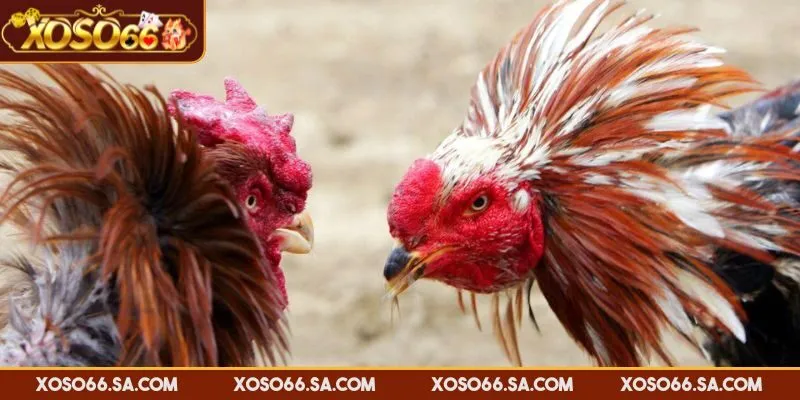 Nên chọn vào cửa Meron với những trận không đồng đều về thể lực