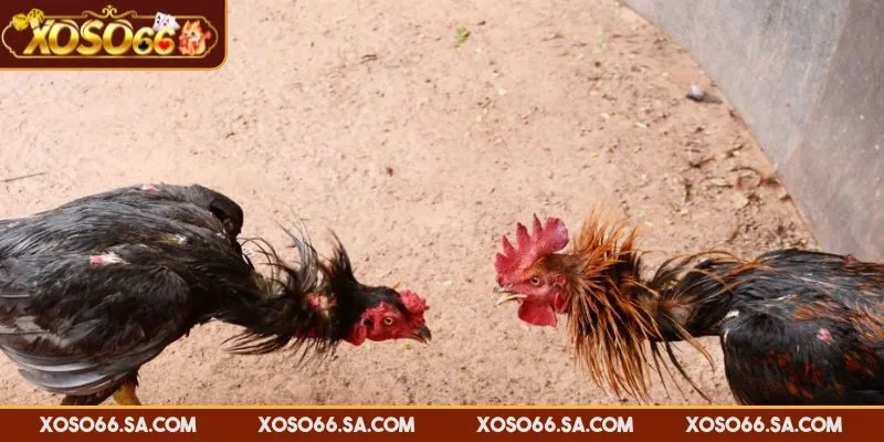 Hướng dẫn chơi đá gà XOSO66 với ba cửa cược cơ bản