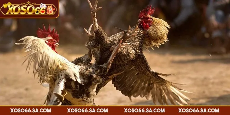 Kinh nghiệm đá gà XOSO66 đặt cược vào chiến kê mạnh