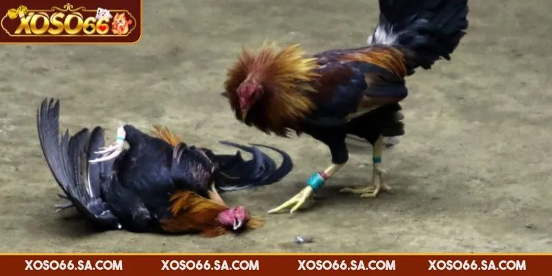 Xem đá gà online XOSO66 với đường truyền chất lượng cao