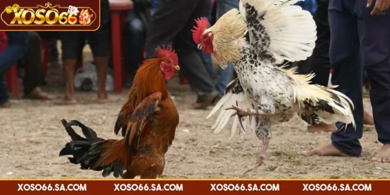 XOSO66 Đá Gà Campuchia – Trải Nghiệm Đấu Trường Đỉnh Cao 4 Đánh giá tỷ lệ thưởng của trận đấu để đặt cược