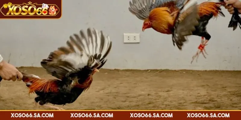 XOSO66 Đá Gà Campuchia – Trải Nghiệm Đấu Trường Đỉnh Cao 2 XOSO66 đá gà Campuchia đạt chuẩn chất lượng hình ảnh sắc nét