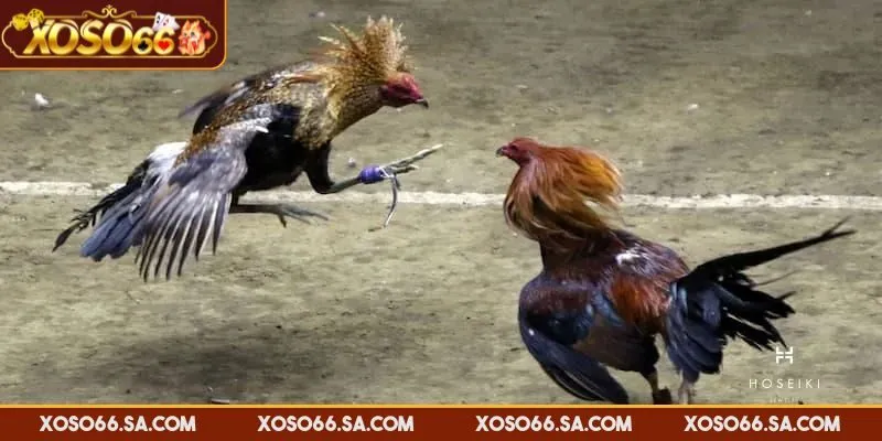 XOSO66 đá gà cựa sắt diễn ra nhanh, kịch tính