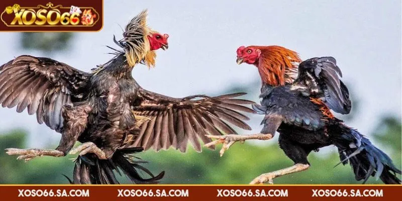 Mỗi chiến kê được chọn lọc và kiểm tra kỹ càng